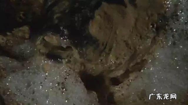 非洲肺鱼简介 南美肺鱼会不会淹死