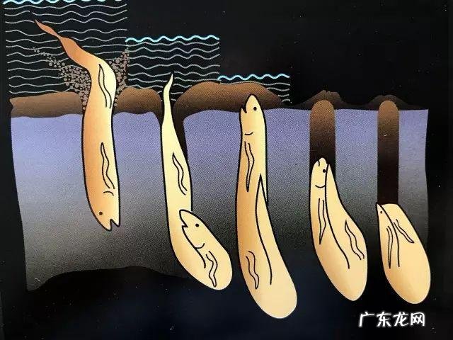 非洲肺鱼简介 南美肺鱼会不会淹死