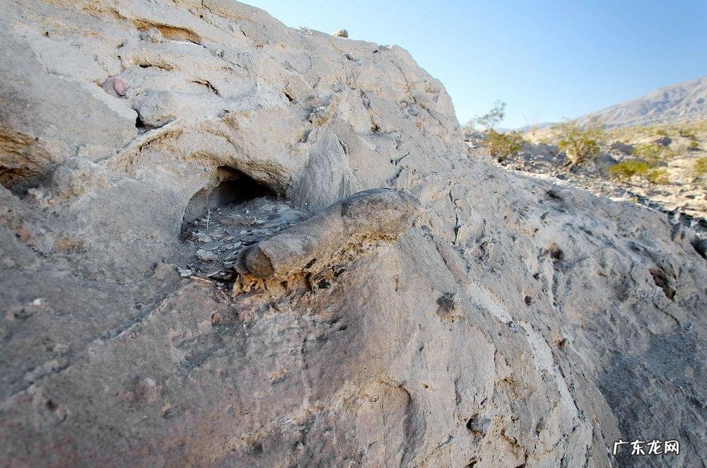 非洲肺鱼简介 南美肺鱼会不会淹死