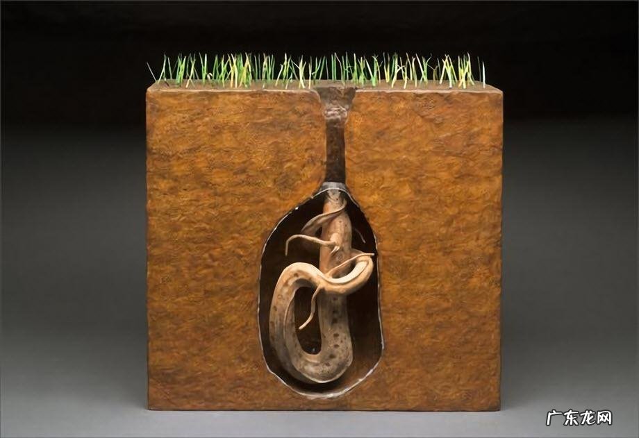 非洲肺鱼简介 南美肺鱼会不会淹死