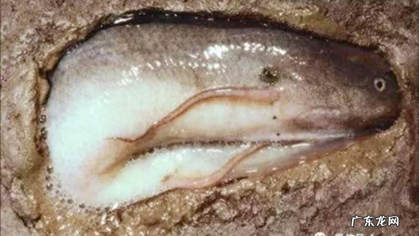 非洲肺鱼简介 南美肺鱼会不会淹死
