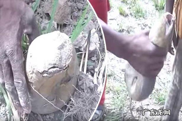 非洲肺鱼简介 南美肺鱼会不会淹死