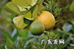 橘子皮的作用