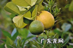 橘子皮的作用