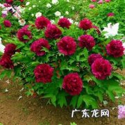 风水吉祥物禅语大全