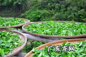 铁观音怎么喝,属于什么茶?