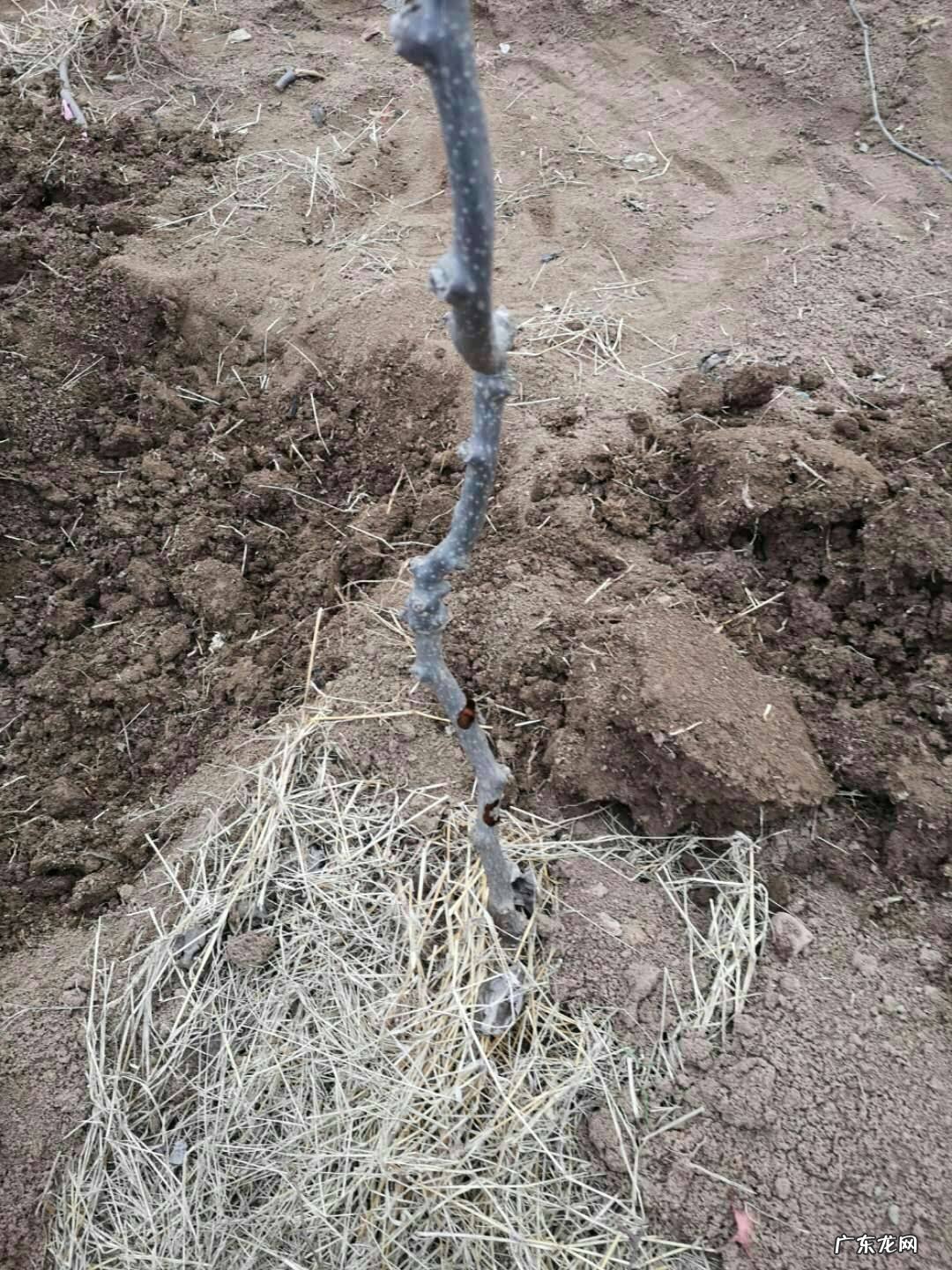 风水院里能种猕猴桃树吗好吗