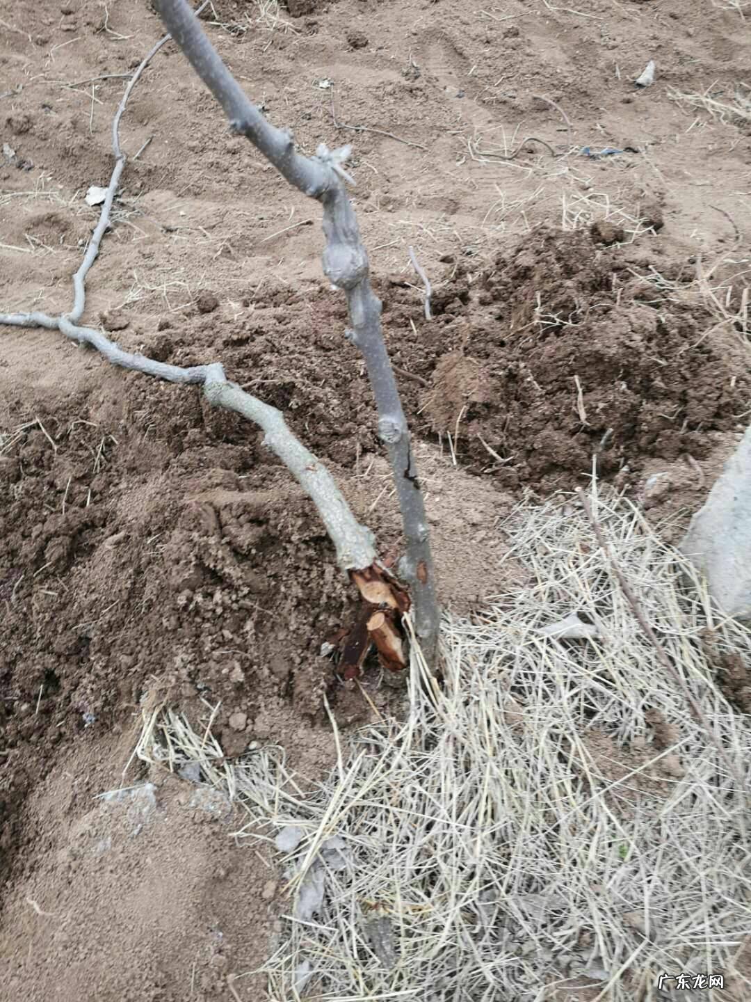 风水院里能种猕猴桃树吗好吗
