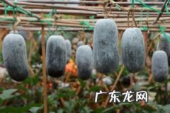 冬瓜海鲜菇白果汤