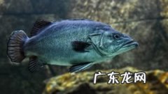 熬出奶白色鲫鱼汤