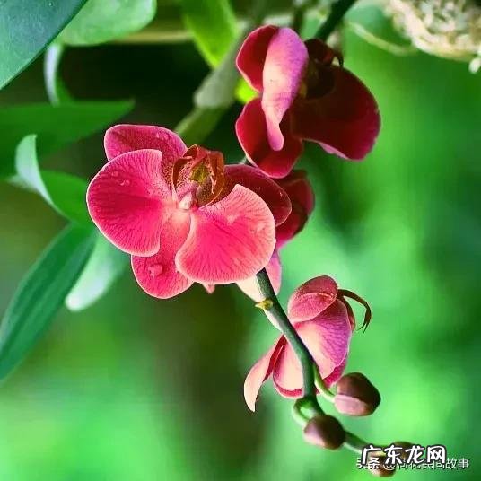 室内干花风水哪种好 玫瑰花干花风水讲究