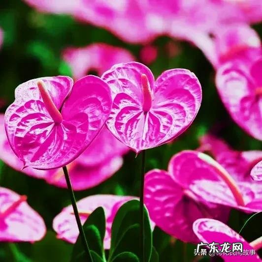 室内干花风水哪种好 玫瑰花干花风水讲究