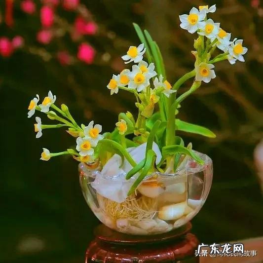 室内干花风水哪种好 玫瑰花干花风水讲究