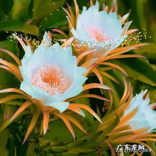 室内干花风水哪种好 玫瑰花干花风水讲究