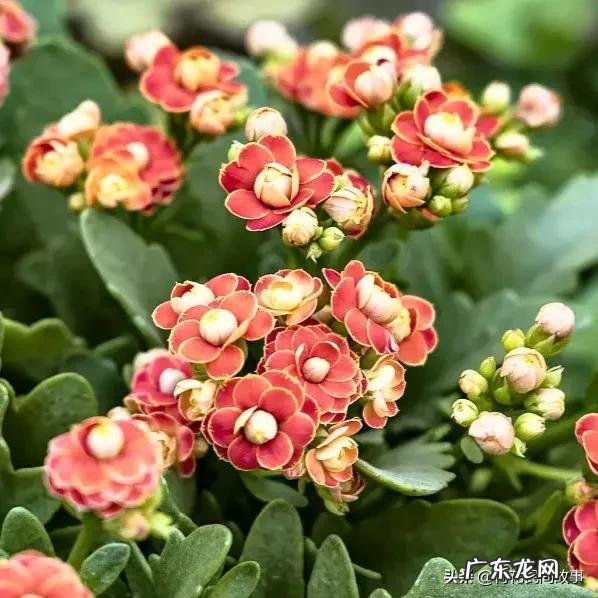 室内干花风水哪种好 玫瑰花干花风水讲究