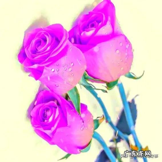 室内干花风水哪种好 玫瑰花干花风水讲究