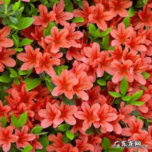 室内干花风水哪种好 玫瑰花干花风水讲究