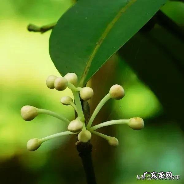 室内干花风水哪种好 玫瑰花干花风水讲究