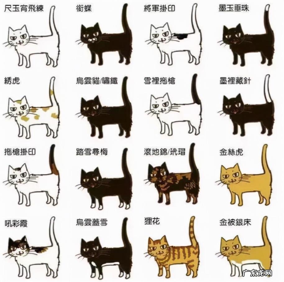 猫在风水上为什么不好呢