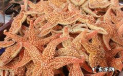 海星的功效与作用 海星的食用方法
