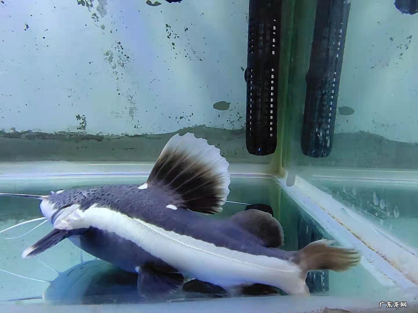 龙缸是风水缸吗