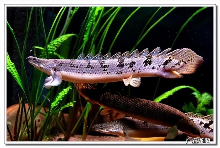 龙缸是风水缸吗