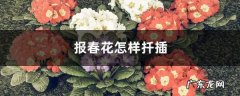 报春花怎样扦插,报春花的繁殖？