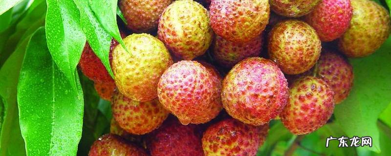 荔枝泡水里可以放几天