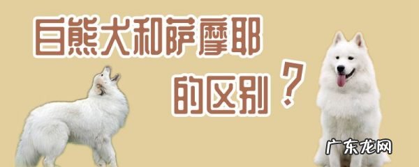 大白熊犬战斗力强么 白熊犬和萨摩耶的区别是什么