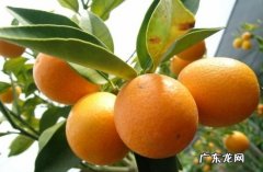 金橘应怎样修剪与疏花疏果,小金桔？