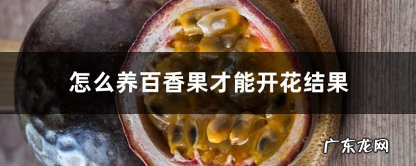 怎么养百香果才能开花结果,南方百香果一年结几次果,如何让百香果快速开花?