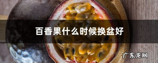 百香果什么时候换盆好,换盆要注意什么,大植物如何巧妙换盆?