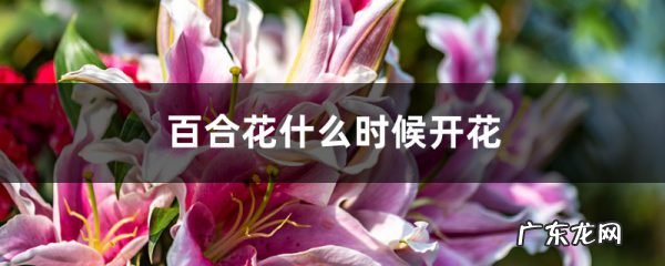百合花什么时候开花,百合花的图片,盆栽百合花的养殖方法和注意事项?