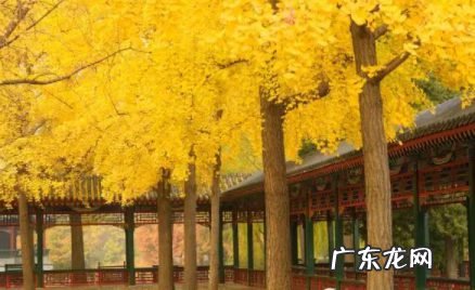 北京中山公园银杏几月份可以看2021,2021年不生几月牛?