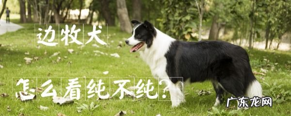 狗狗去哪里做纯种鉴定 边牧犬怎么看纯不纯