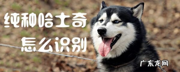 纯种哈士奇多少钱一只 纯种哈士奇怎么识别