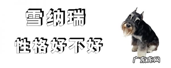 雪纳瑞怎么看纯不纯 雪纳瑞性格好不好