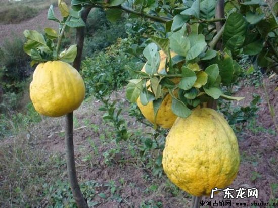 香圆为何只开花不结果,一抹香开花图片？