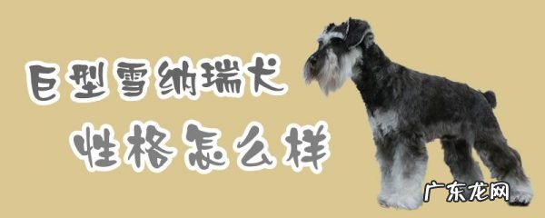 巨型雪纳瑞犬凶吗 巨型雪纳瑞犬性格怎么样