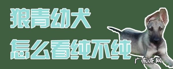 养狼青的十大坏处 狼青幼犬怎么看纯不纯