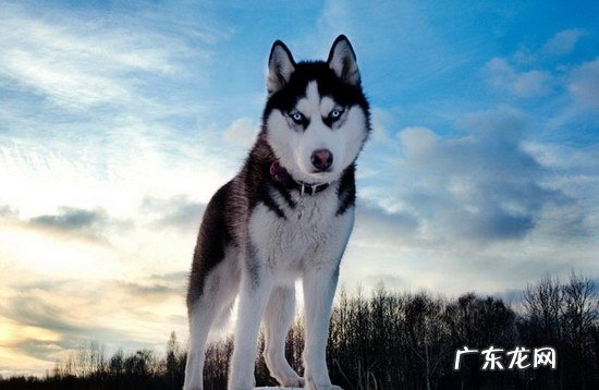 纯种哈士奇照片 纯种哈士奇价格多少