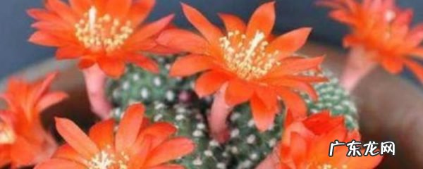 子孙球的催花方法,子孙球品种图鉴?