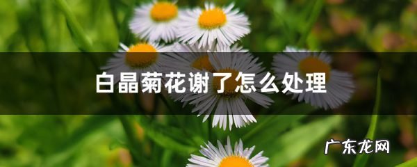 白晶菊花谢了怎么处理,菊花谢了怎样修剪？