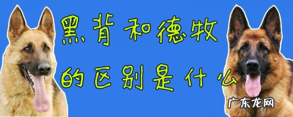 德牧和黑背的对比照片 黑背和德牧的区别是什么