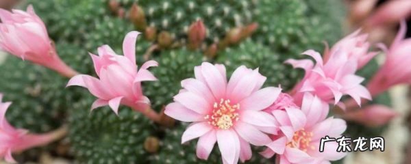 子孙球怎么移盆,刚换盆的花怎么浇水?