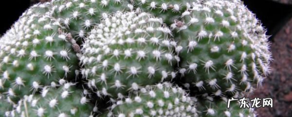 子孙球怎么施肥,子孙球品种图鉴？