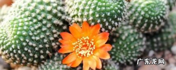 子孙球怎么扦插能生根呢,剪下的多肉如何生根?