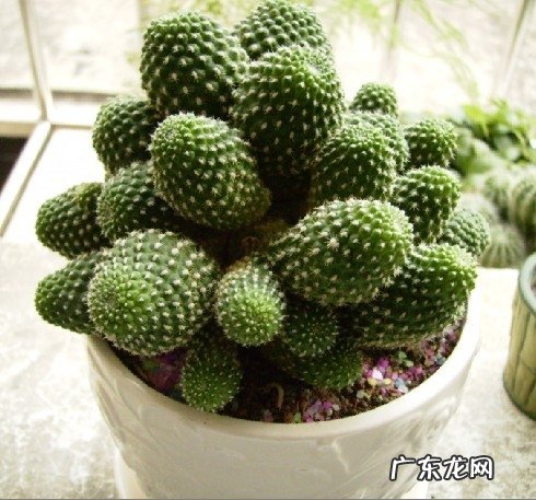 子孙球属有哪些稀有品种,金虎仙人球开花吗?