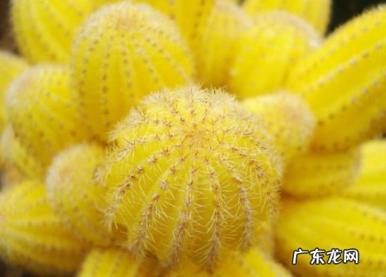 莳养山吹需注意些什么,莳什么意思?