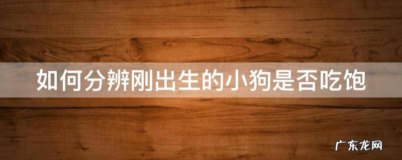 如何分辨刚出生的小狗是否吃饱